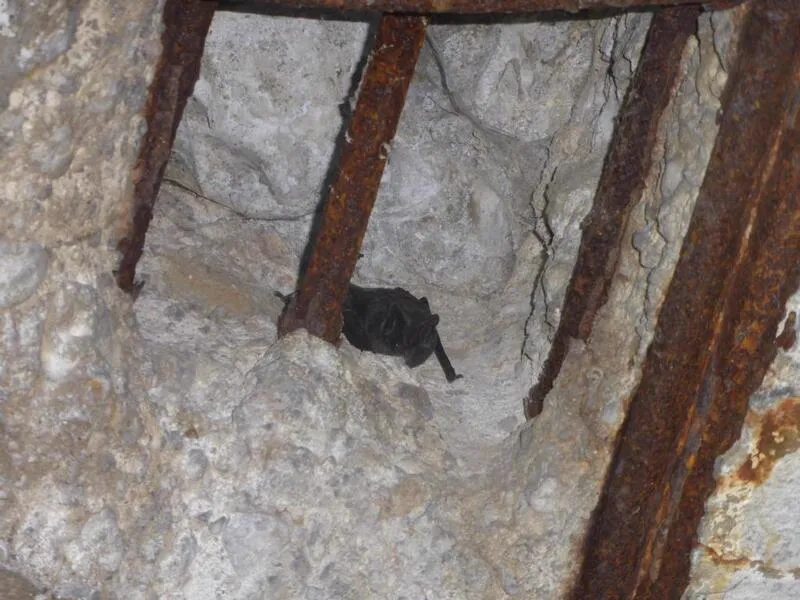 Mopsfledermaus bei Gebäudekontrolle entdeckt – seltener Fund mit hoher Schutzpriorität