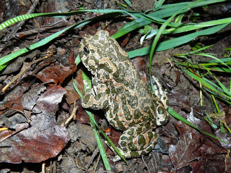 Amphibienkartierung